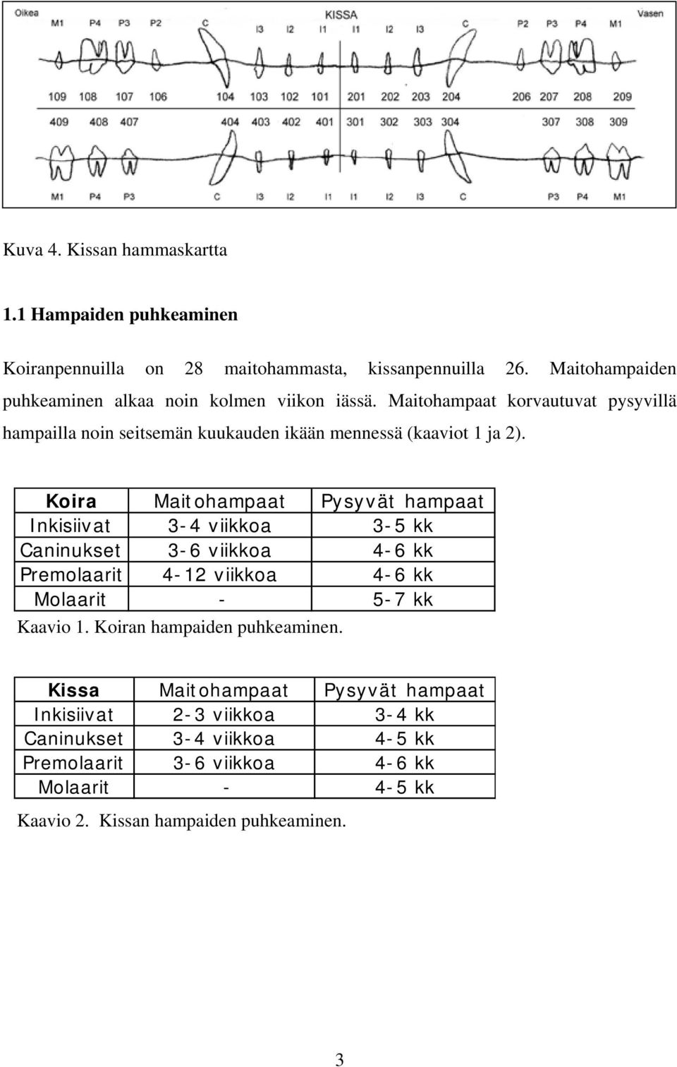 Koira Maitohampaat Pysyvät hampaat Inkisiivat 3-4 viikkoa 3-5 kk Caninukset 3-6 viikkoa 4-6 kk Premolaarit 4-12 viikkoa 4-6 kk Molaarit - 5-7 kk Kaavio 1.