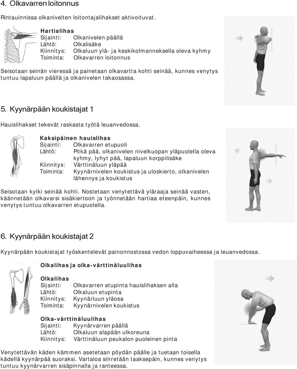 kohti seinää, kunnes venytys tuntuu lapaluun päällä ja olkanivelen takaosassa. 5. Kyynärpään koukistajat 1 Hauislihakset tekevät raskasta työtä leuanvedossa.