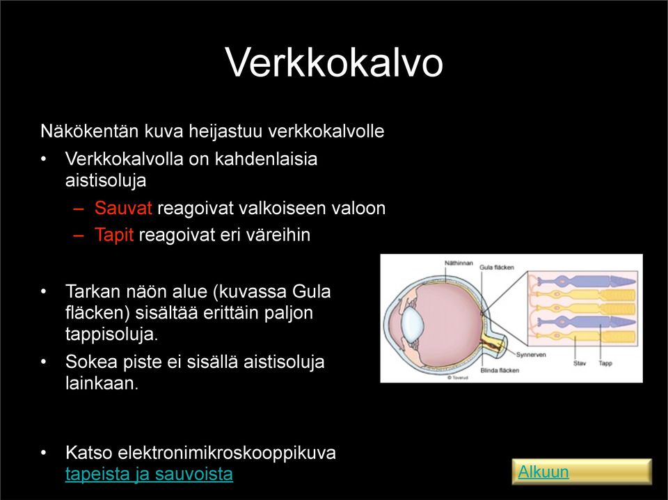 näön alue (kuvassa Gula fläcken) sisältää erittäin paljon tappisoluja.