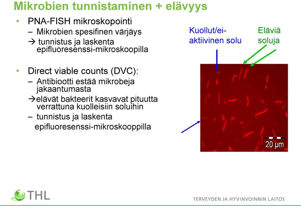 Direct viable counts (DVC): Antibiootti estää mikrobeja jakaantumasta elävät bakteerit