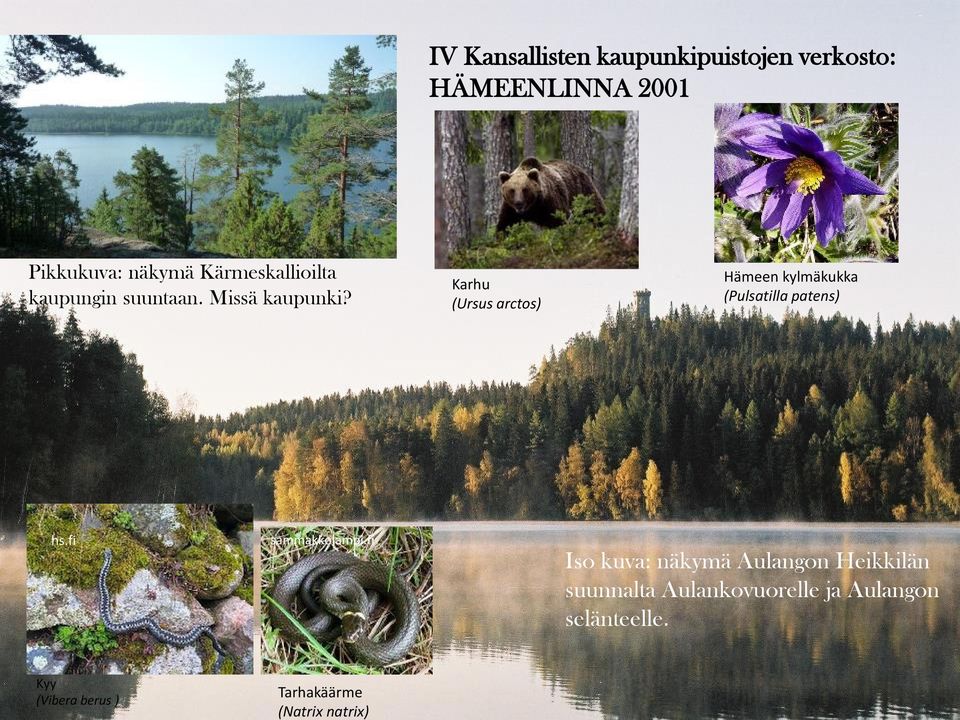Karhu (Ursus arctos) Hämeen kylmäkukka (Pulsatilla patens) hs.fi sammakkolampi.