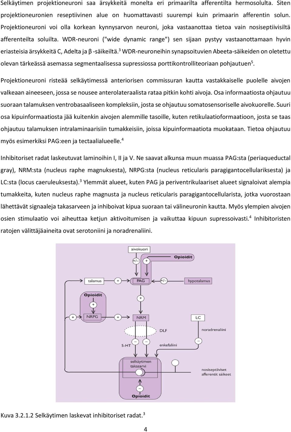 WDR-neuroni ("wide dynamic range") sen sijaan pystyy vastaanottamaan hyvin eriasteisia ärsykkeitä C, Adelta ja β -säikeiltä.