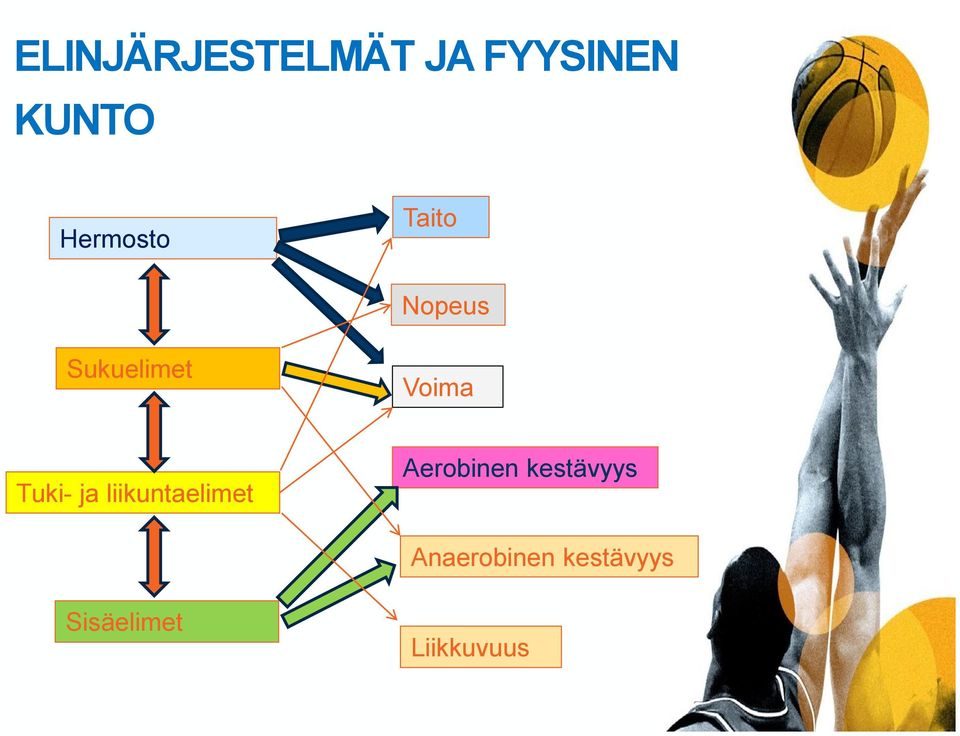 Tuki- ja liikuntaelimet Aerobinen