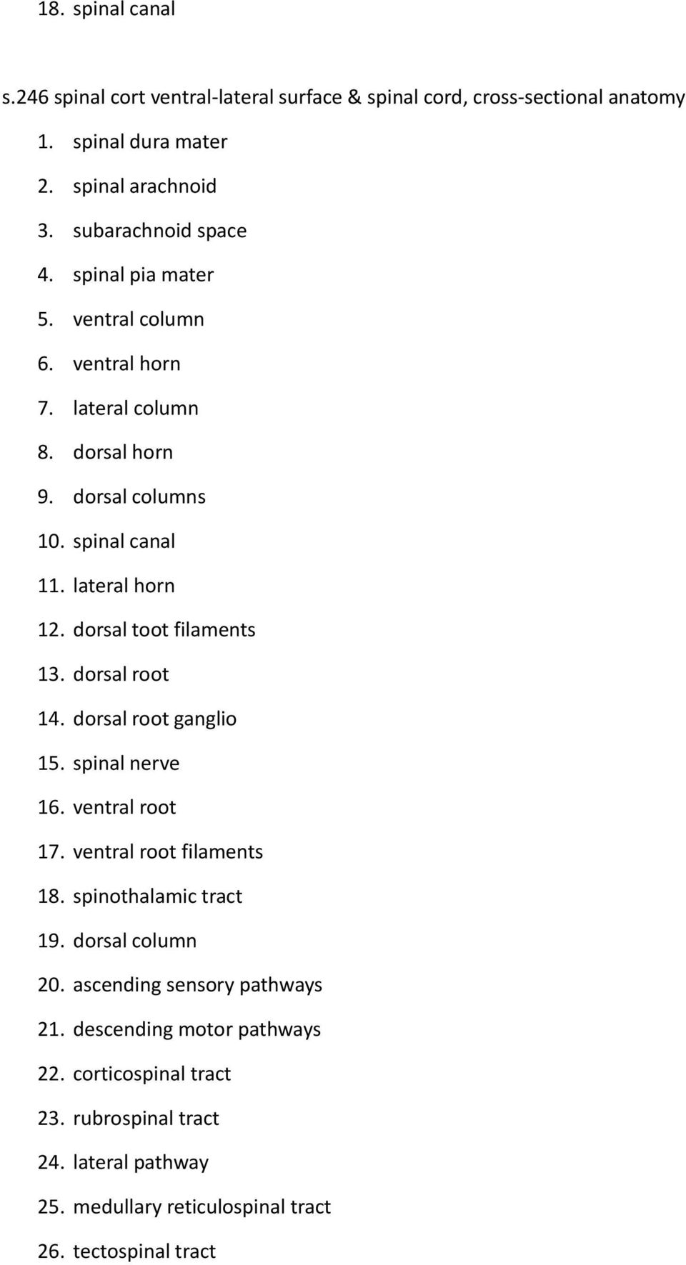 dorsal toot filaments 13. dorsal root 14. dorsal root ganglio 15. spinal nerve 16. ventral root 17. ventral root filaments 18. spinothalamic tract 19.