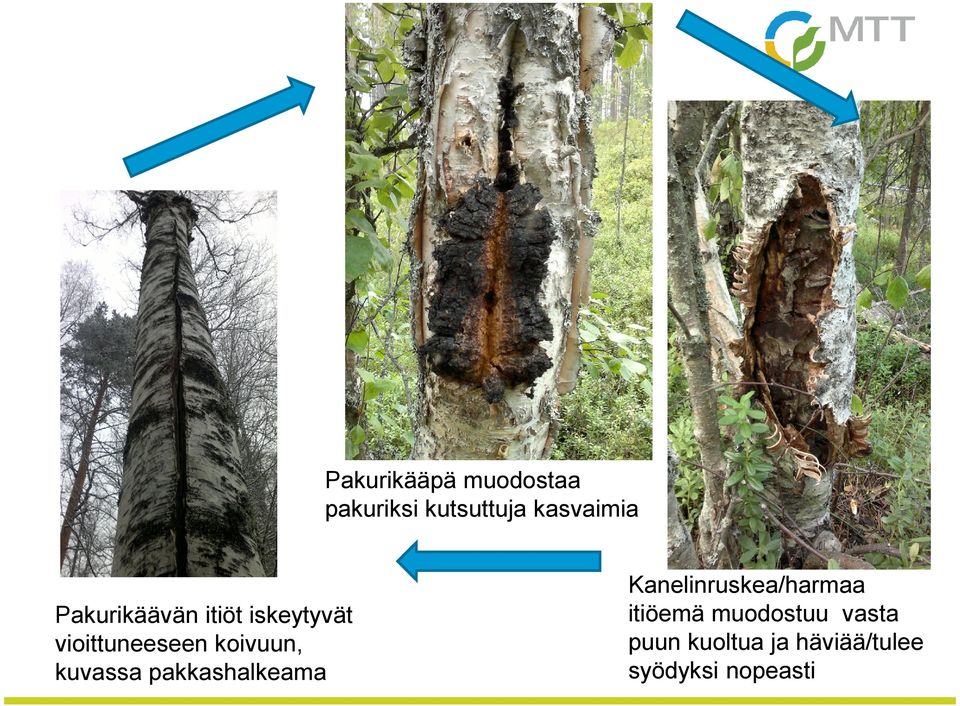 kuvassa pakkashalkeama Kanelinruskea/harmaa itiöemä