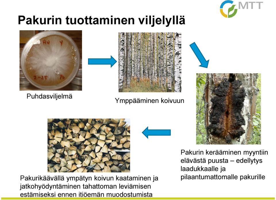 tahattoman leviämisen estämiseksi ennen itiöemän muodostumista Pakurin