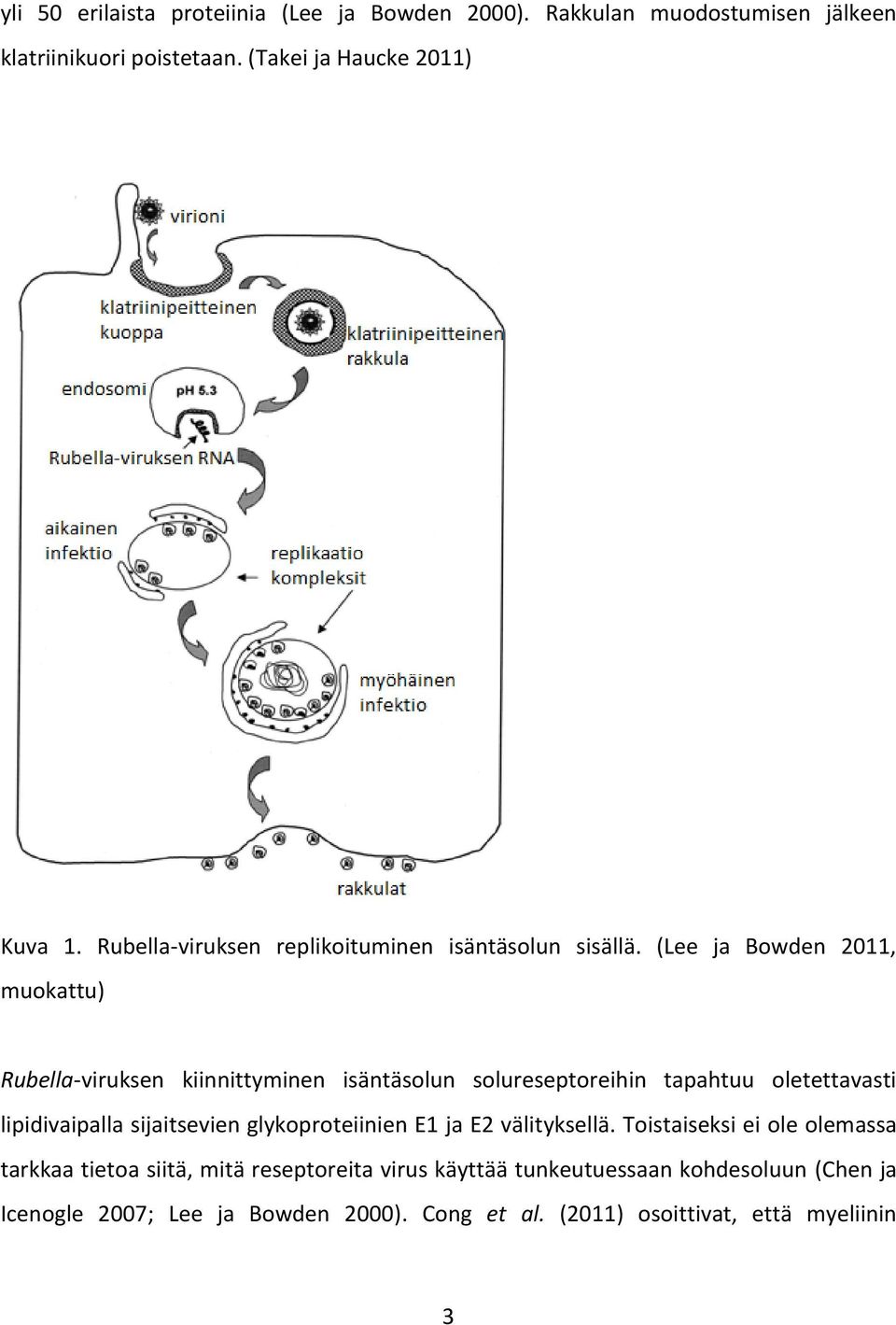 (Lee ja Bowden 2011, muokattu) Rubella-viruksen kiinnittyminen isäntäsolun solureseptoreihin tapahtuu oletettavasti lipidivaipalla sijaitsevien