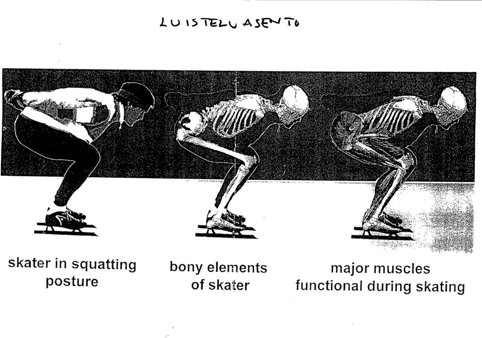 major muscles posture of