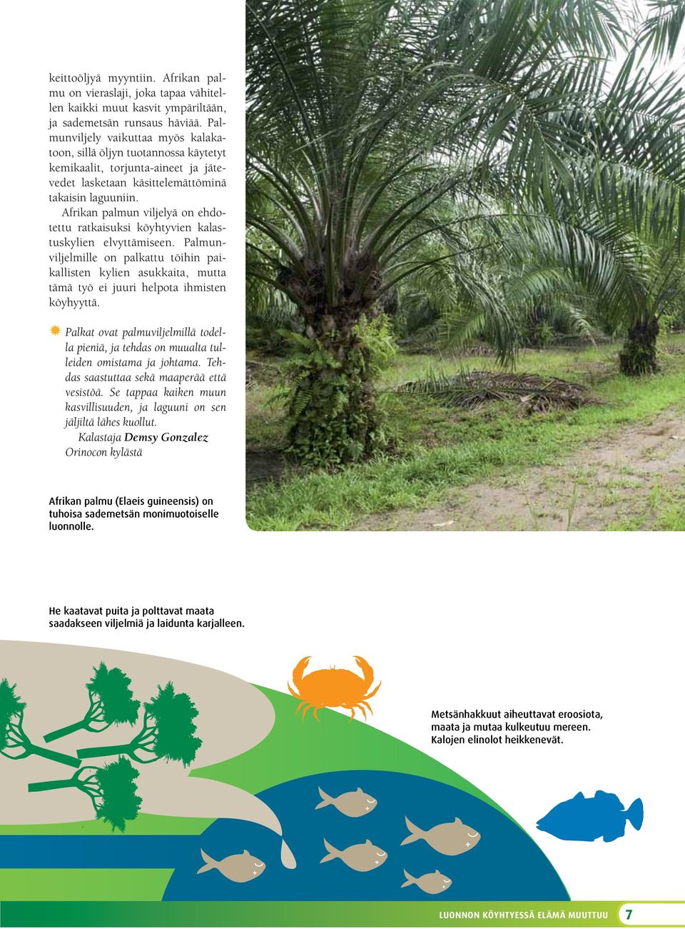 Afrikan palmun viljelyä on ehdotettu ratkaisuksi köyhtyvien kalastuskylien elvyttämiseen.