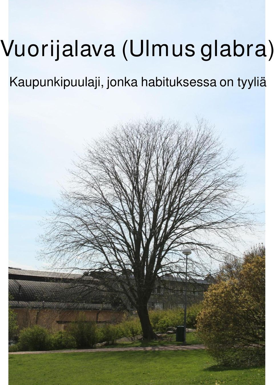 Kaupunkipuulaji,