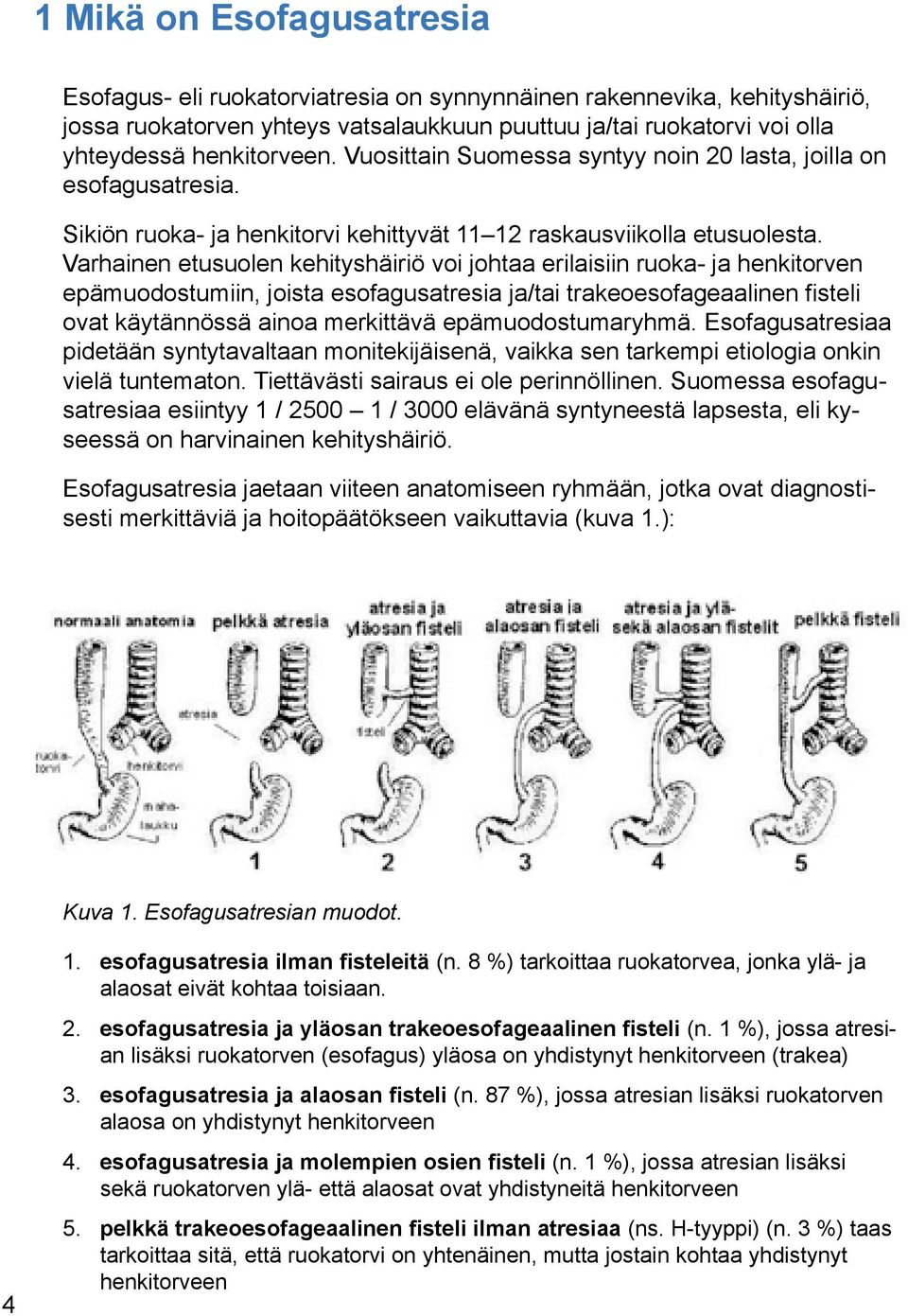 Sikiön ruoka- ja henkitorvi kehittyvät 11 12 raskausviikolla etusuolesta.