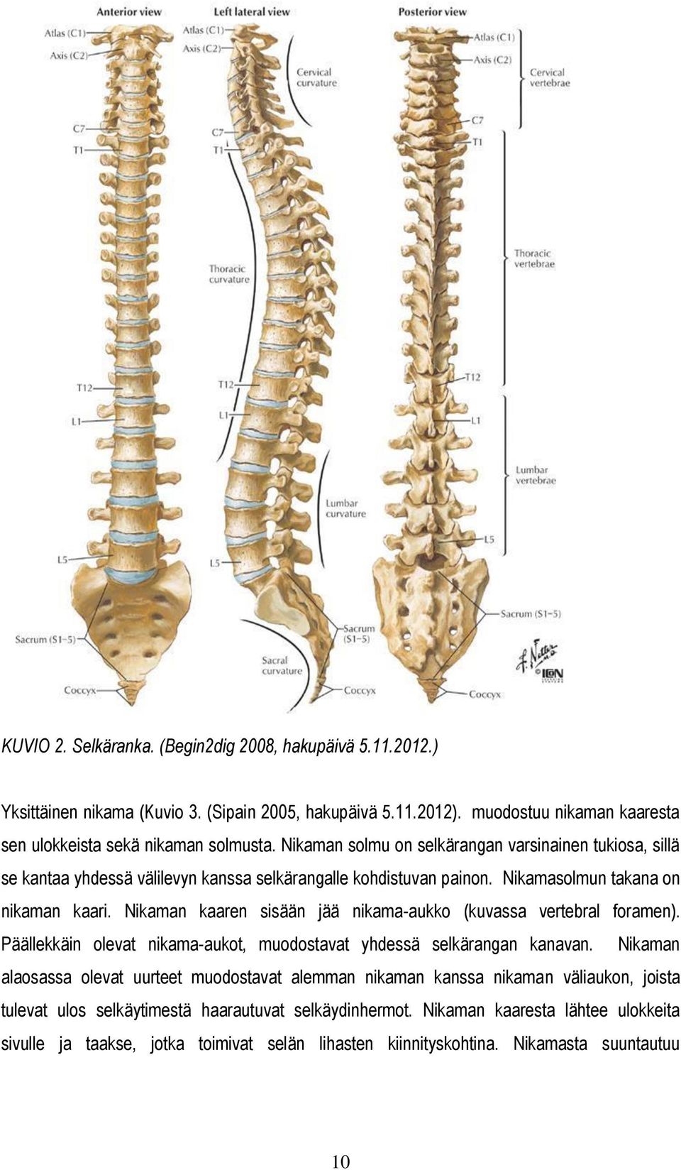 Nikaman kaaren sisään jää nikama-aukko (kuvassa vertebral foramen). Päällekkäin olevat nikama-aukot, muodostavat yhdessä selkärangan kanavan.