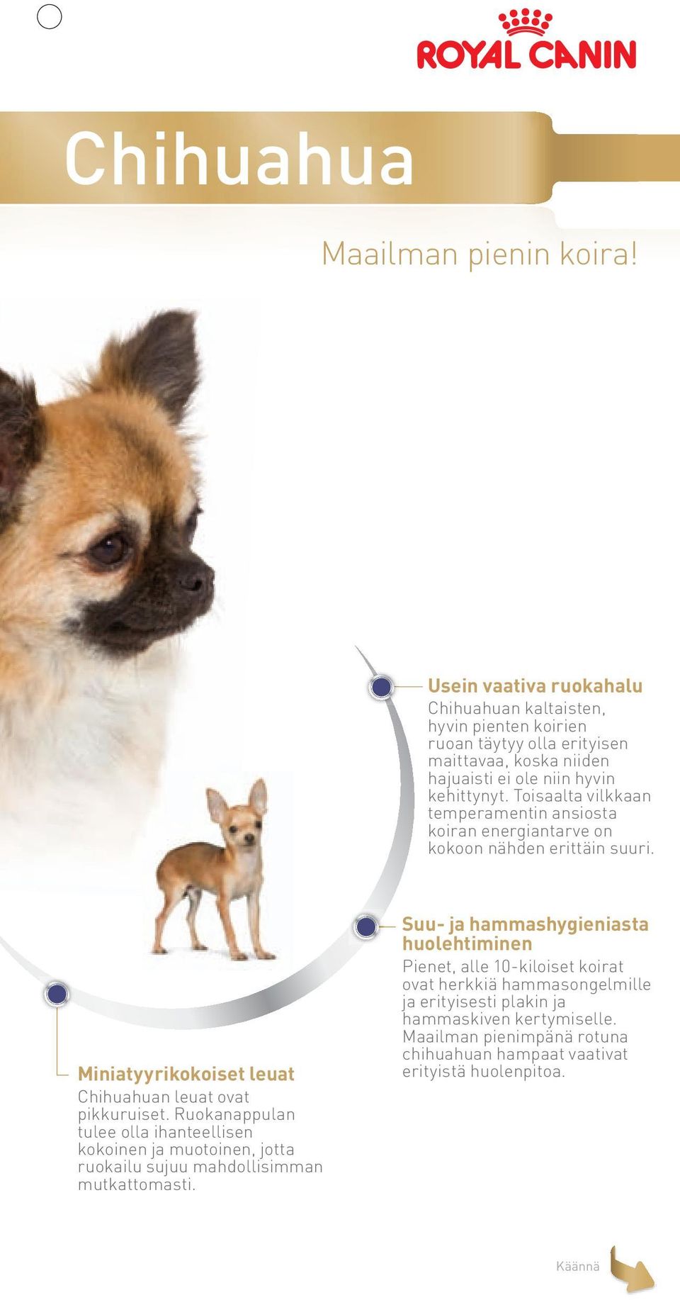 Toisaalta vilkkaan temperamentin ansiosta koiran energiantarve on kokoon nähden erittäin suuri. Miniatyyrikokoiset leuat Chihuahuan leuat ovat pikkuruiset.