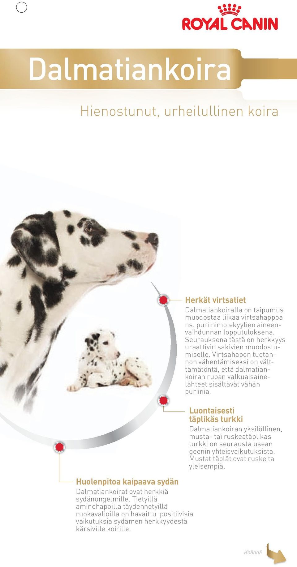 Herkät virtsatiet Dalmatiankoiralla on taipumus muodostaa liikaa virtsahappoa ns. puriinimolekyylien aineenvaihdunnan lopputuloksena.