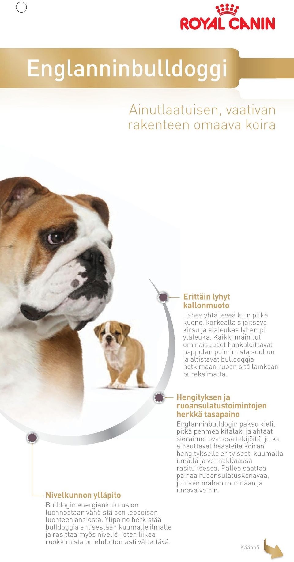 Nivelkunnon ylläpito Bulldogin energiankulutus on luonnostaan vähäistä sen leppoisan luonteen ansiosta.