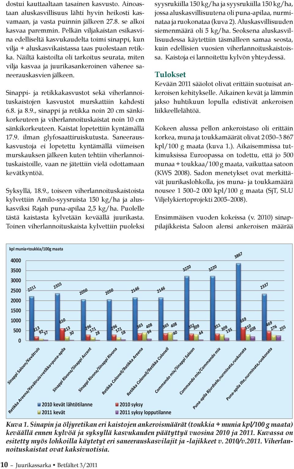 Näiltä kaistoilta oli tarkoitus seurata, miten vilja kasvaa ja juurikasankeroinen vähenee saneerauskasvien jälkeen.