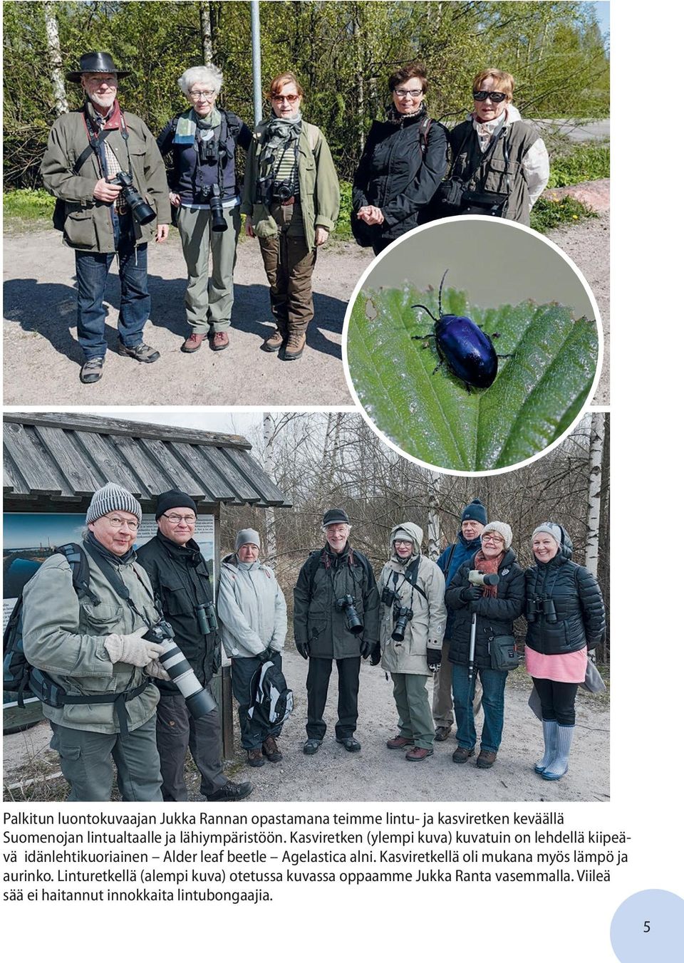 Kasviretken (ylempi kuva) kuvatuin on lehdellä kiipeävä idänlehtikuoriainen Alder leaf beetle Agelastica