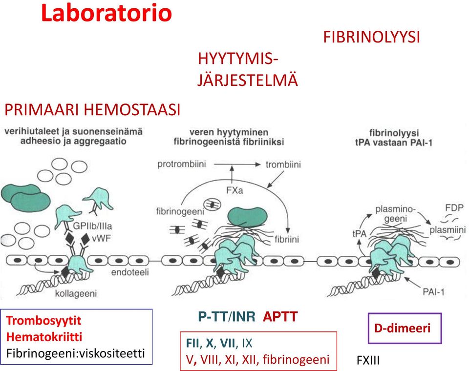 Hematokriitti Fibrinogeeni:viskositeetti P-TT/INR