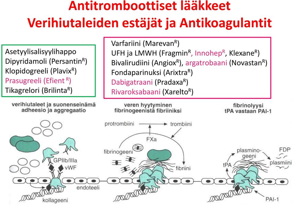 ) Varfariini (Marevan R ) UFH ja LMWH (Fragmin R, Innohep R, Klexane R ) Bivalirudiini (Angiox R ),