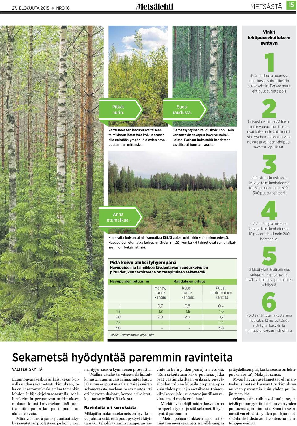 Siemensyntyinen rauduskoivu on usein kannattavin sekapuu havupuutaimikoissa. Parhaat koivutukit kaadetaan tavallisesti kuusten seasta.