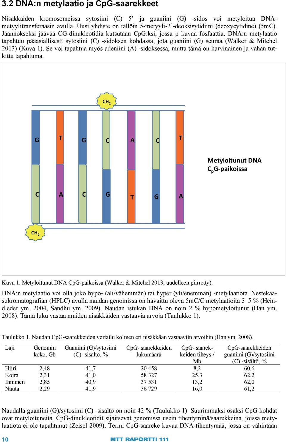 DNA:n metylaatio tapahtuu pääasiallisesti sytosiini (C) -sidoksen kohdassa, jota guaniini (G) seuraa (Walker & Mitchel 2013) (Kuva 1).