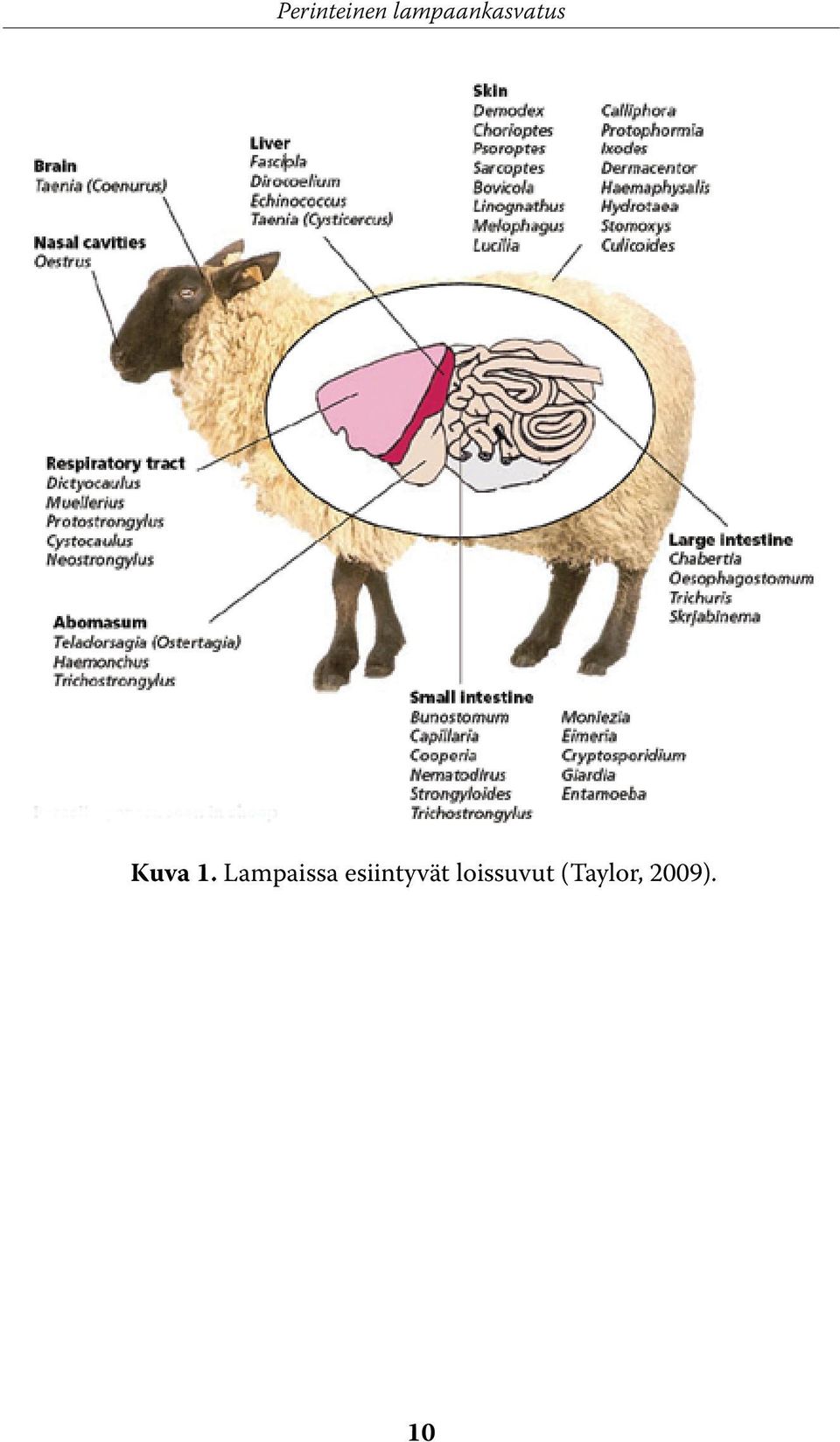 1. Lampaissa