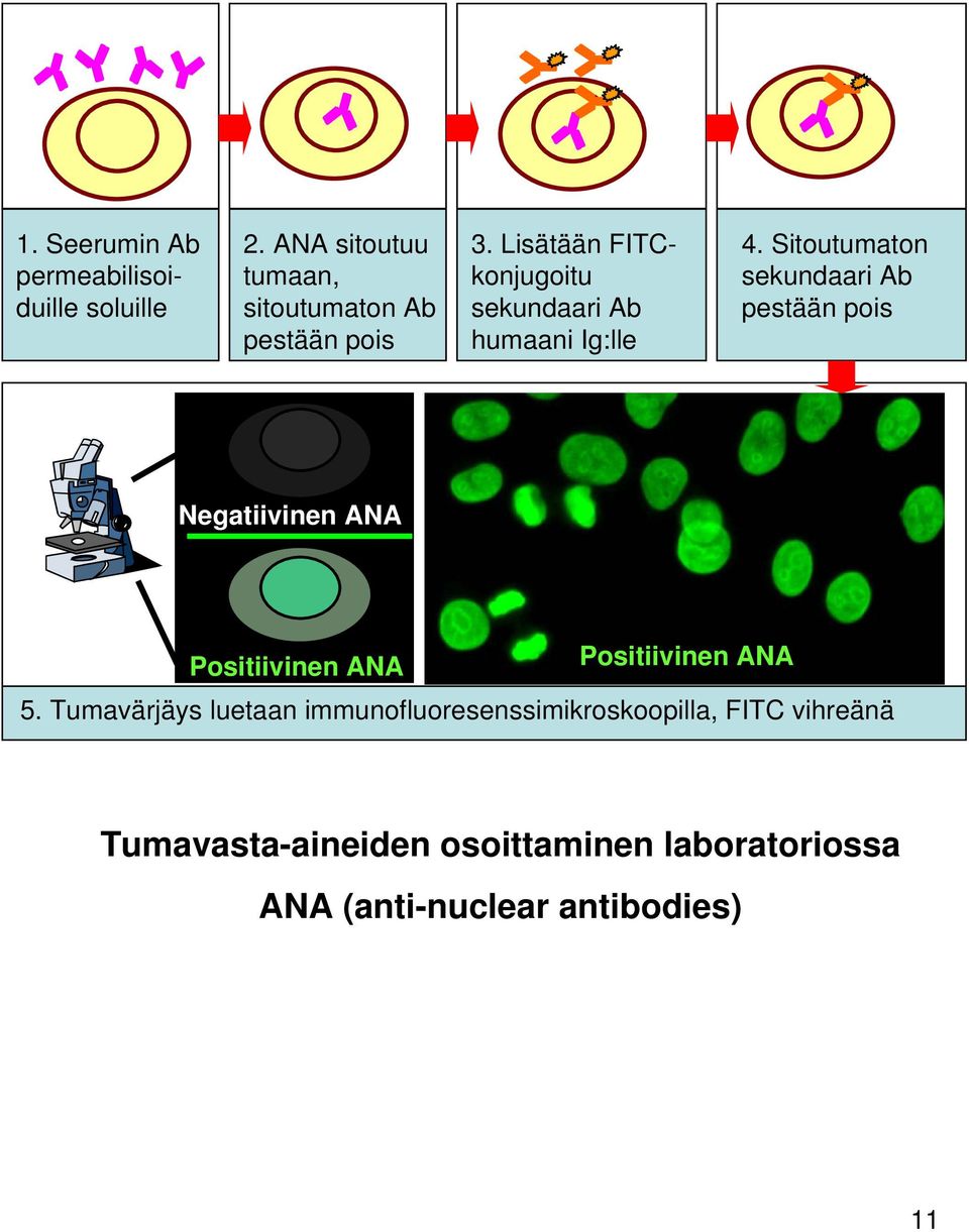 Sitotmaton sekndaari Ab pestään pois Negatiivinen ANA Positiivinen ANA Positiivinen ANA 5.