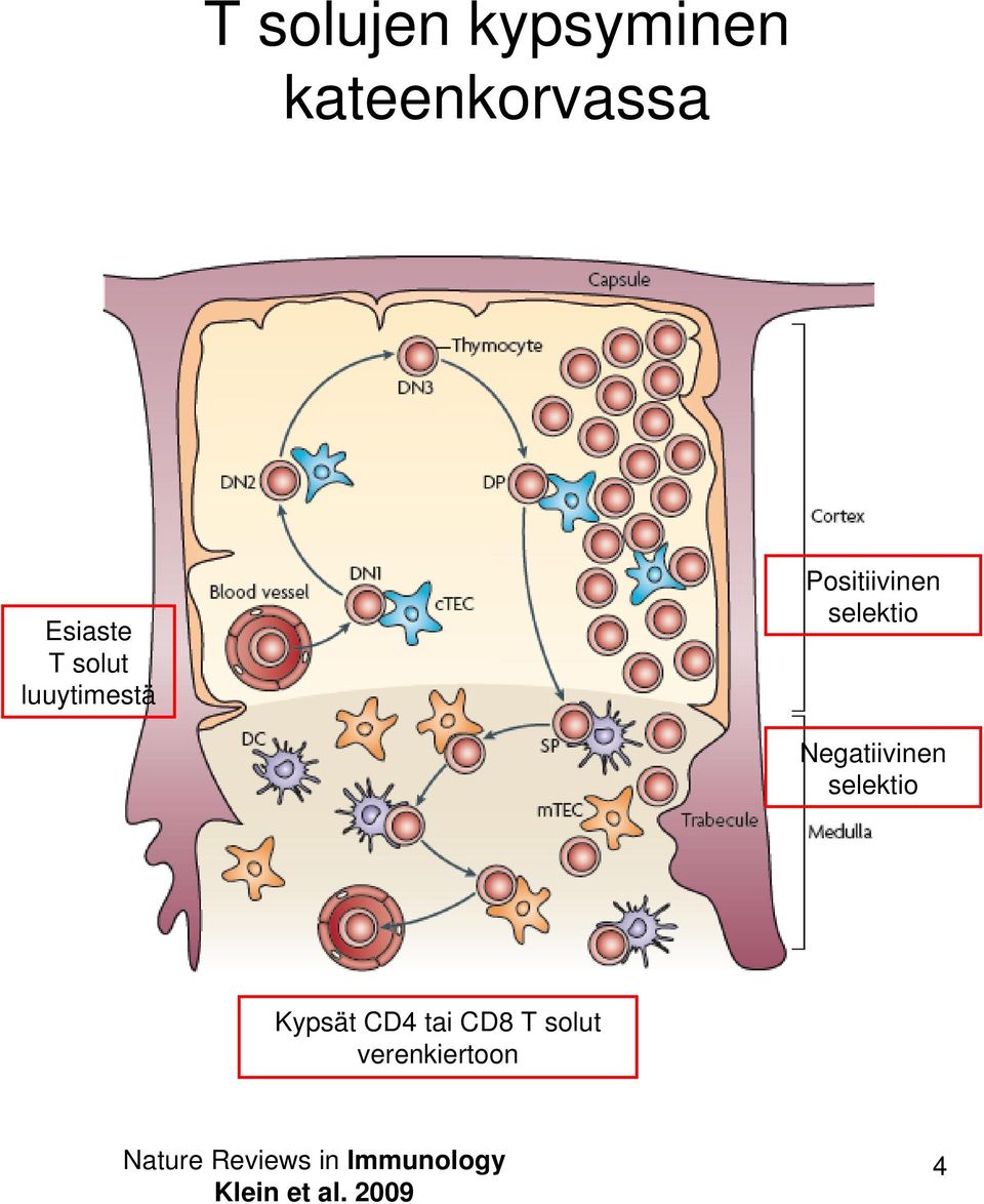 Negatiivinen selektio Kypsät CD4 tai CD8 T solt