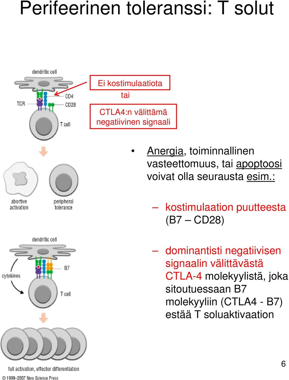 : kostimlaation ptteesta (B7 CD28) dominantisti negatiivisen signaalin välittävästä