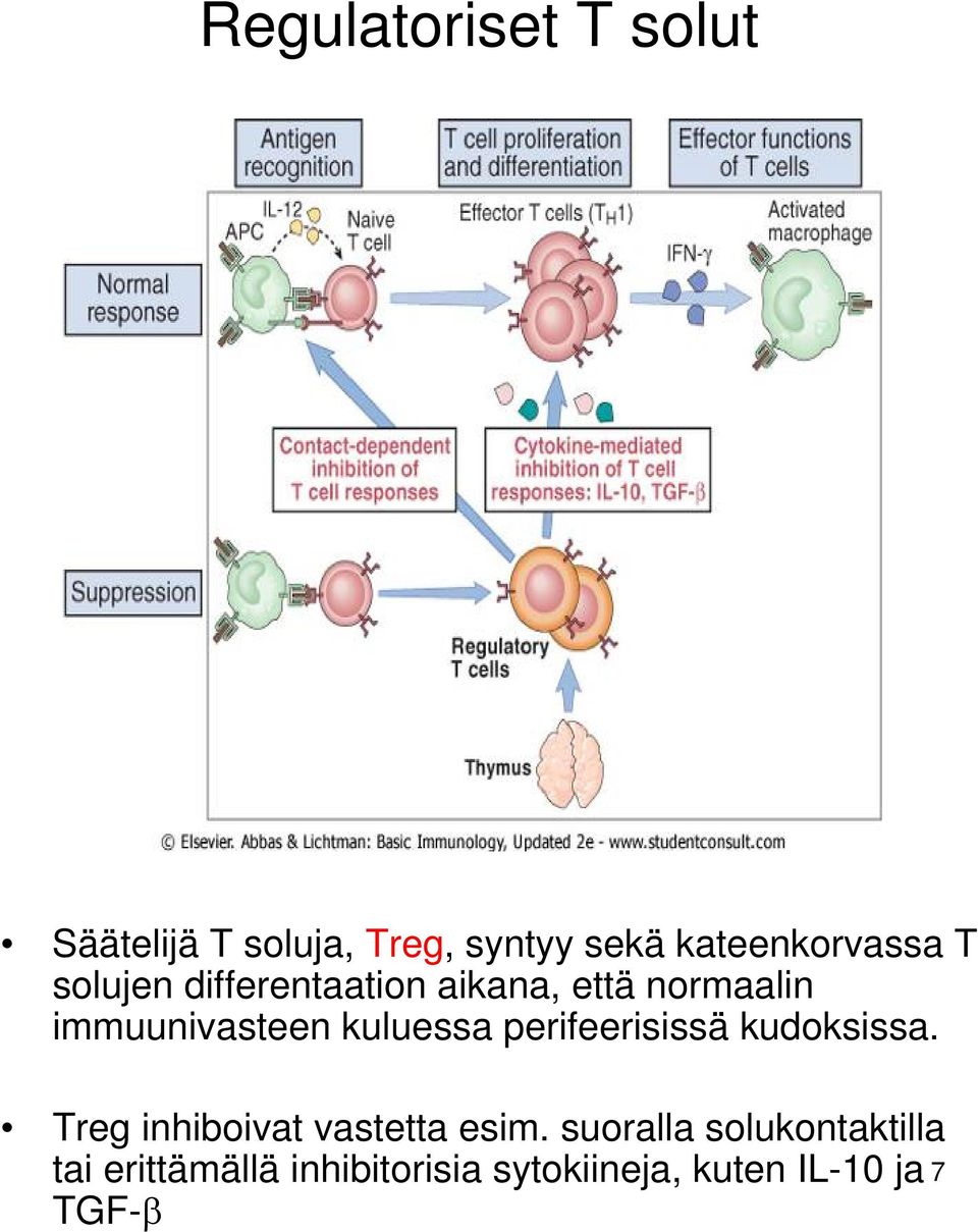 immnivasteen klessa perifeerisissä kdoksissa.