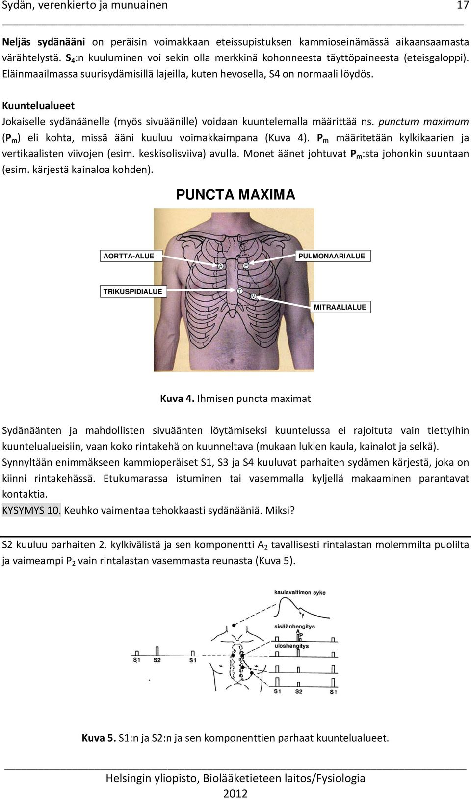 punctum maximum (P m ) eli kohta, missä ääni kuuluu voimakkaimpana (Kuva 4). P m määritetään kylkikaarien ja vertikaalisten viivojen (esim. keskisolisviiva) avulla.