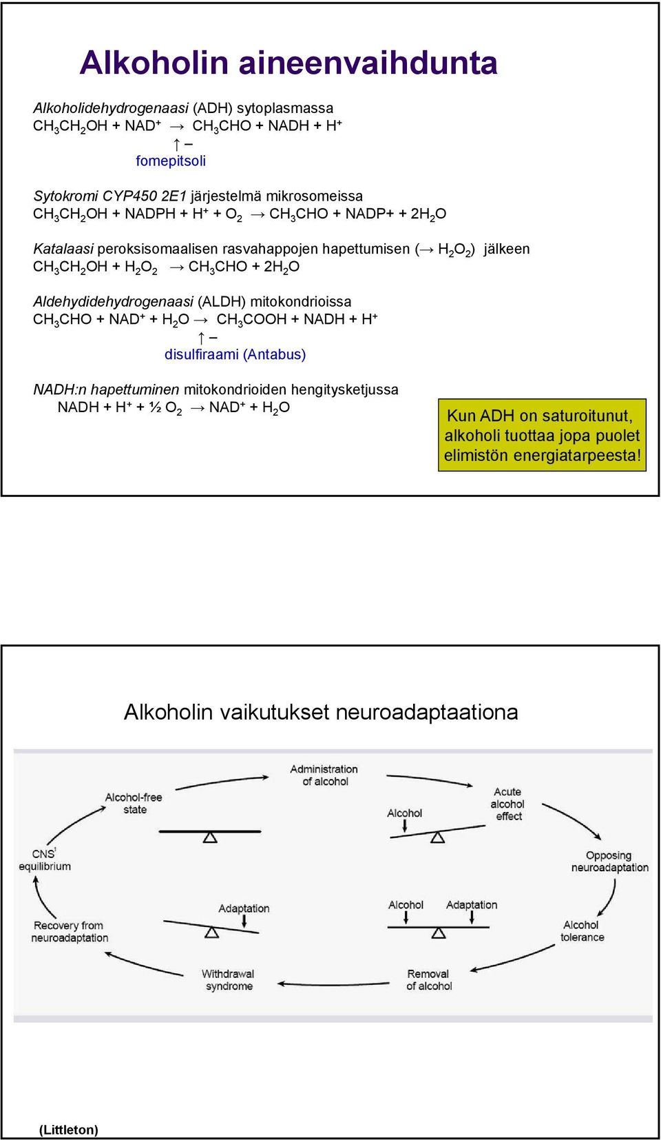 2 O Aldehydidehydrogenaasi (ALDH) mitokondrioissa CH 3 CHO + NAD + + H 2 O CH 3 COOH + NADH + H + disulfiraami (Antabus) NADH:n hapettuminen mitokondrioiden