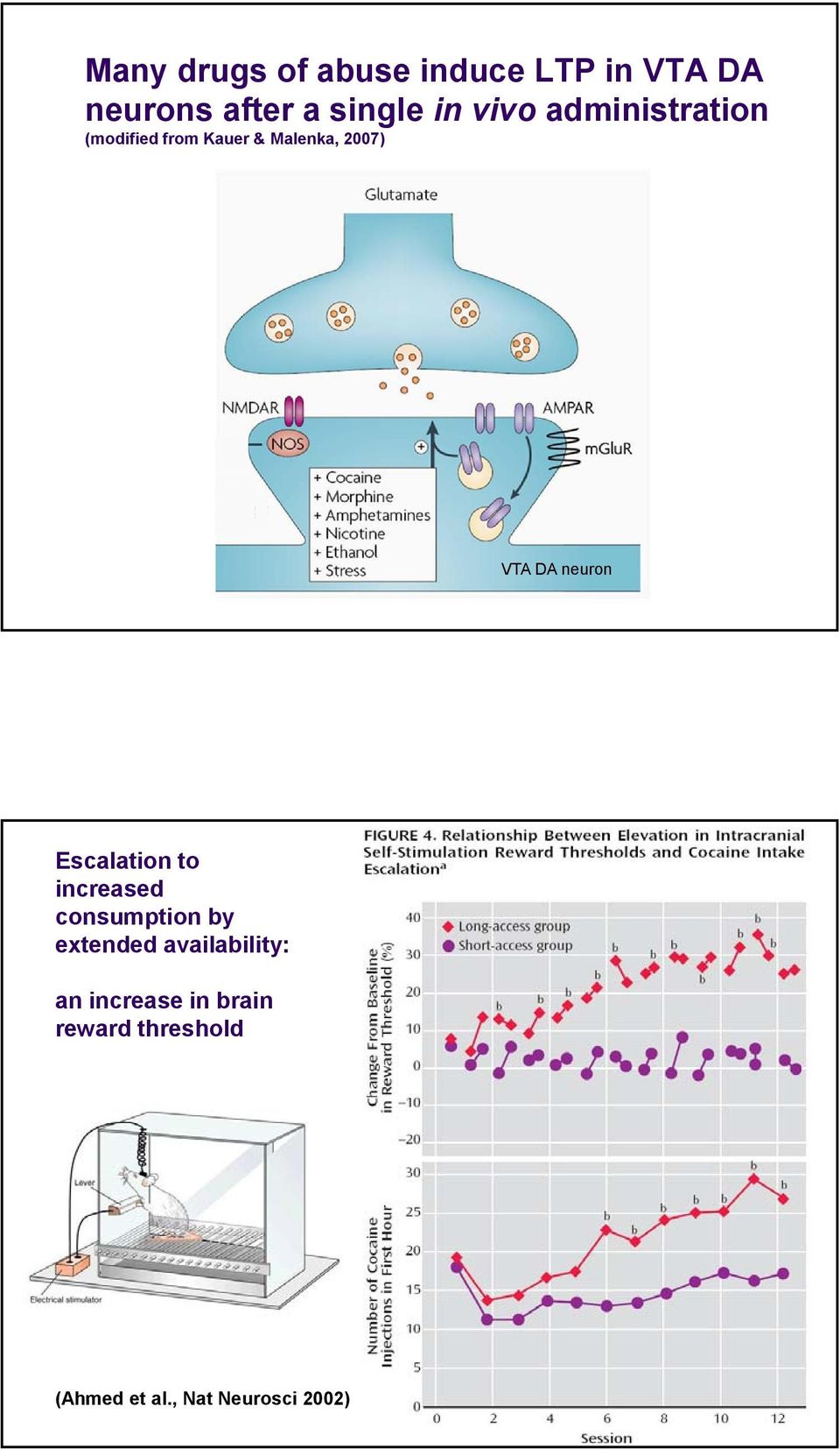 neuron Escalation to increased consumption by extended