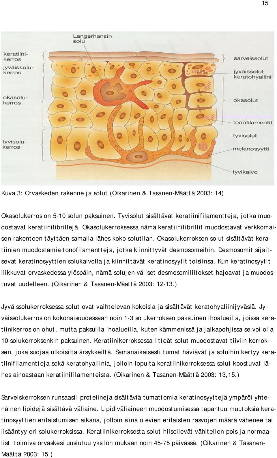 Okasolukerroksen solut sisältävät keratiinien muodostamia tonofilamentteja, jotka kiinnittyvät desmosomeihin.