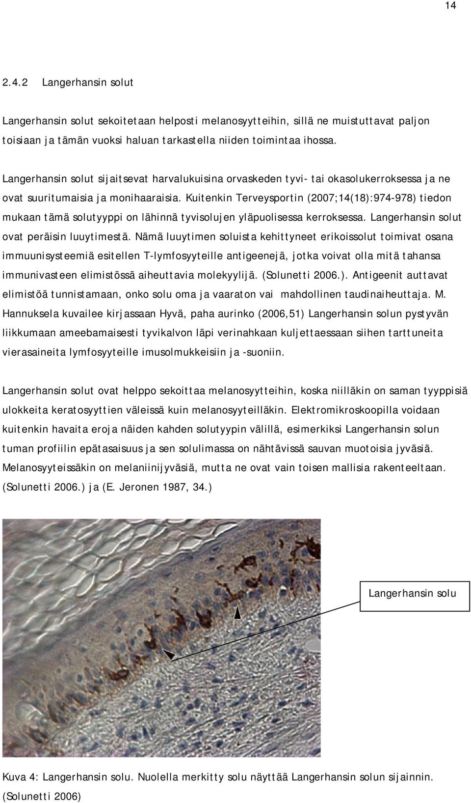 Kuitenkin Terveysportin (2007;14(18):974-978) tiedon mukaan tämä solutyyppi on lähinnä tyvisolujen yläpuolisessa kerroksessa. Langerhansin solut ovat peräisin luuytimestä.