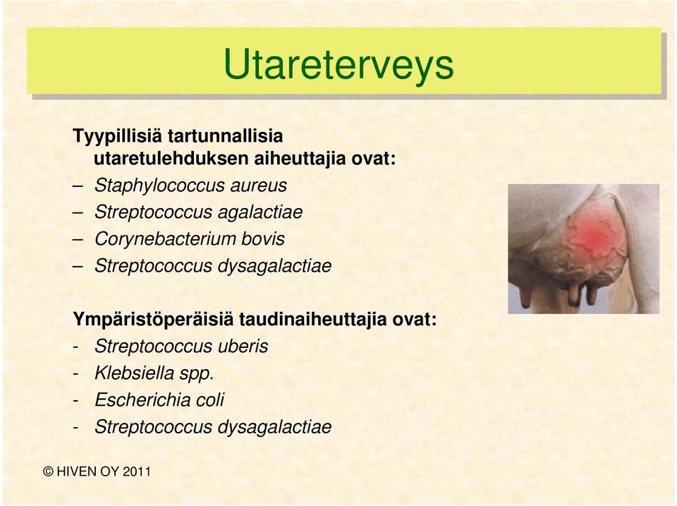 Streptococcus dysagalactiae Ympäristöperäisiä taudinaiheuttajia ovat: -