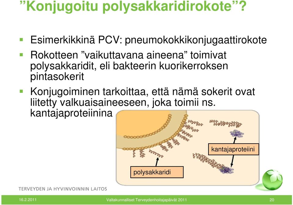 polysakkaridit, eli bakteerin kuorikerroksen pintasokerit Konjugoiminen tarkoittaa, että nämä