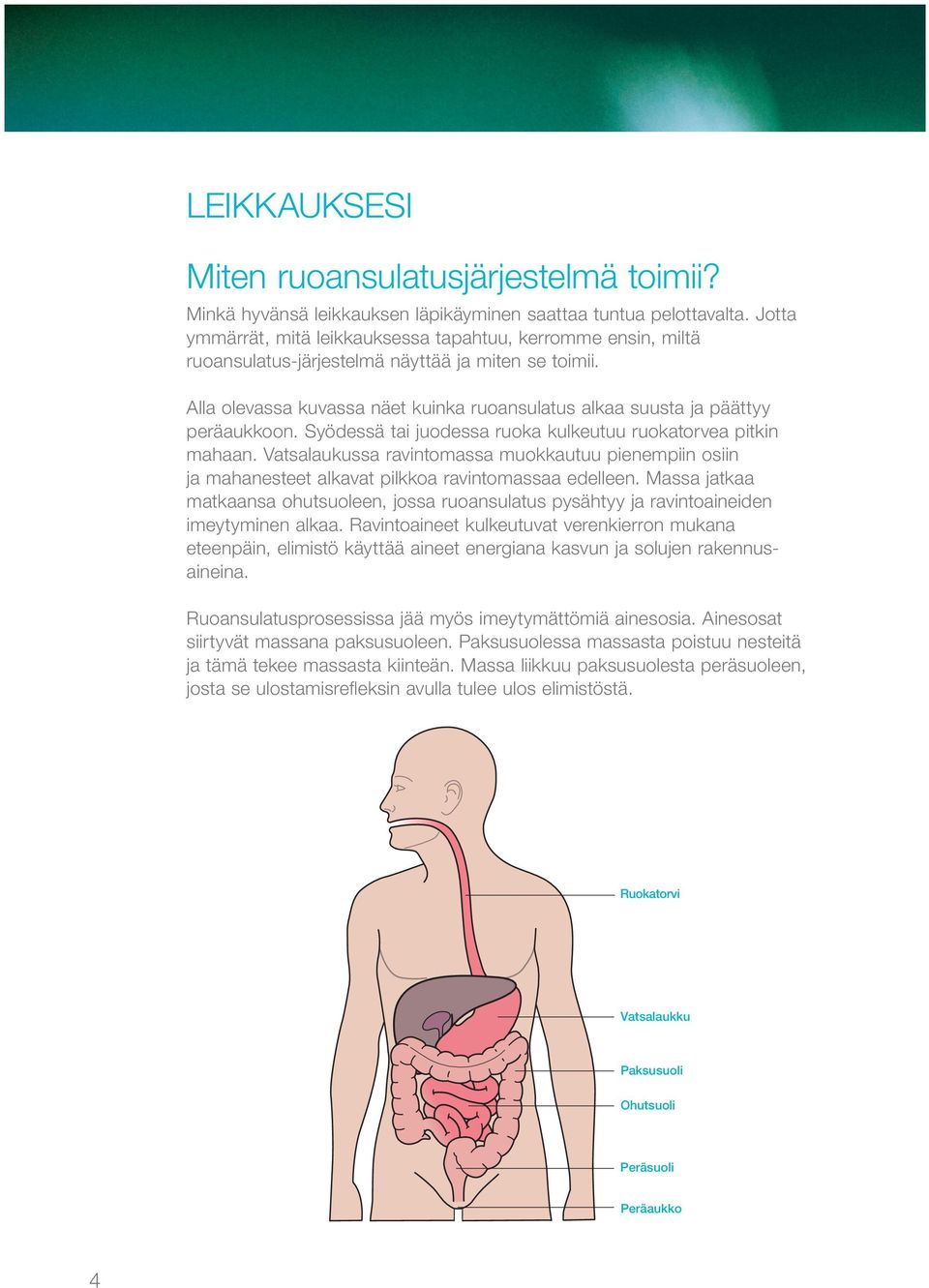 Alla olevassa kuvassa näet kuinka ruoansulatus alkaa suusta ja päättyy peräaukkoon. Syödessä tai juodessa ruoka kulkeutuu ruokatorvea pitkin mahaan.