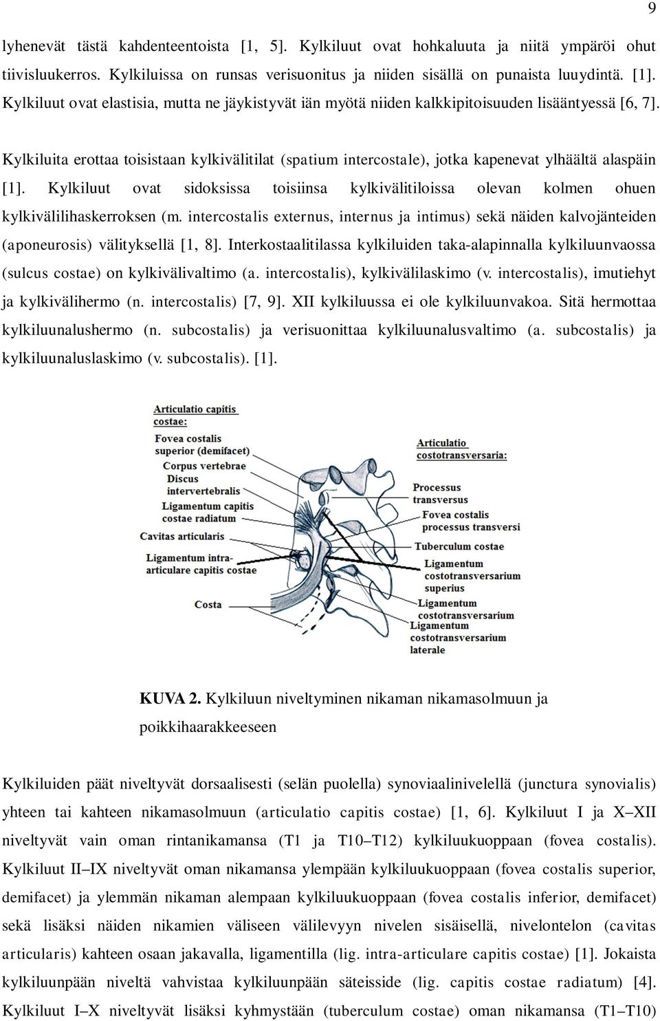 Kylkiluita erottaa toisistaan kylkivälitilat (spatium intercostale), jotka kapenevat ylhäältä alaspäin [1].