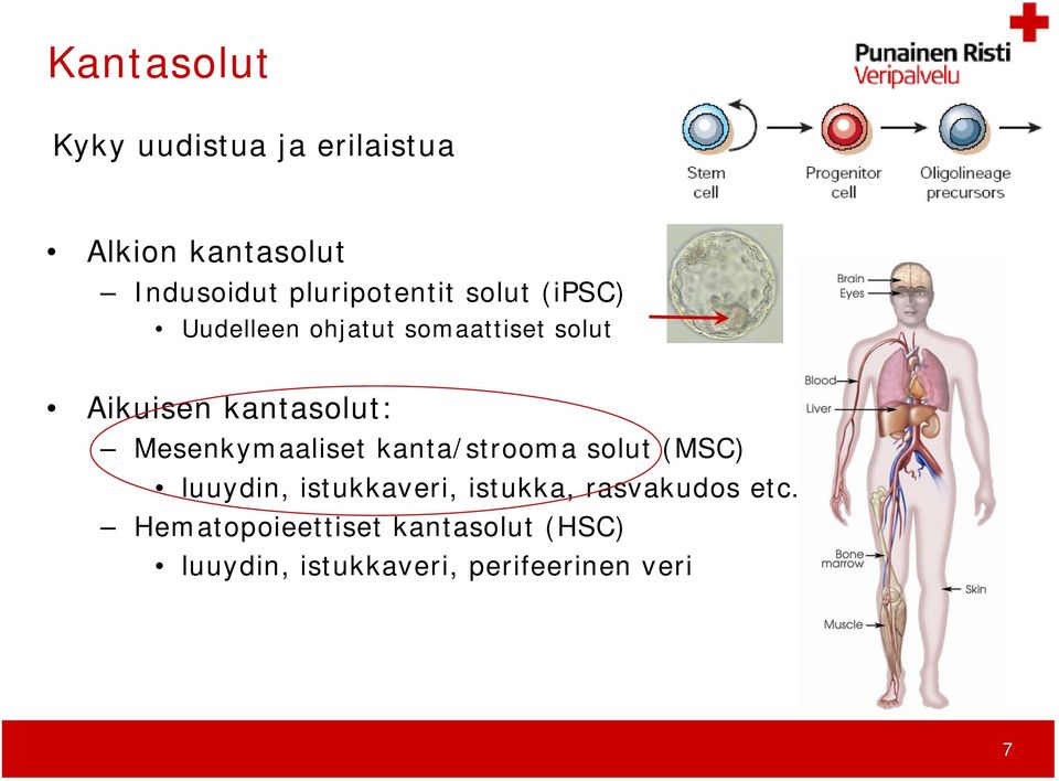 kantasolut: Mesenkymaaliset kanta/strooma solut (MSC) luuydin, istukkaveri,