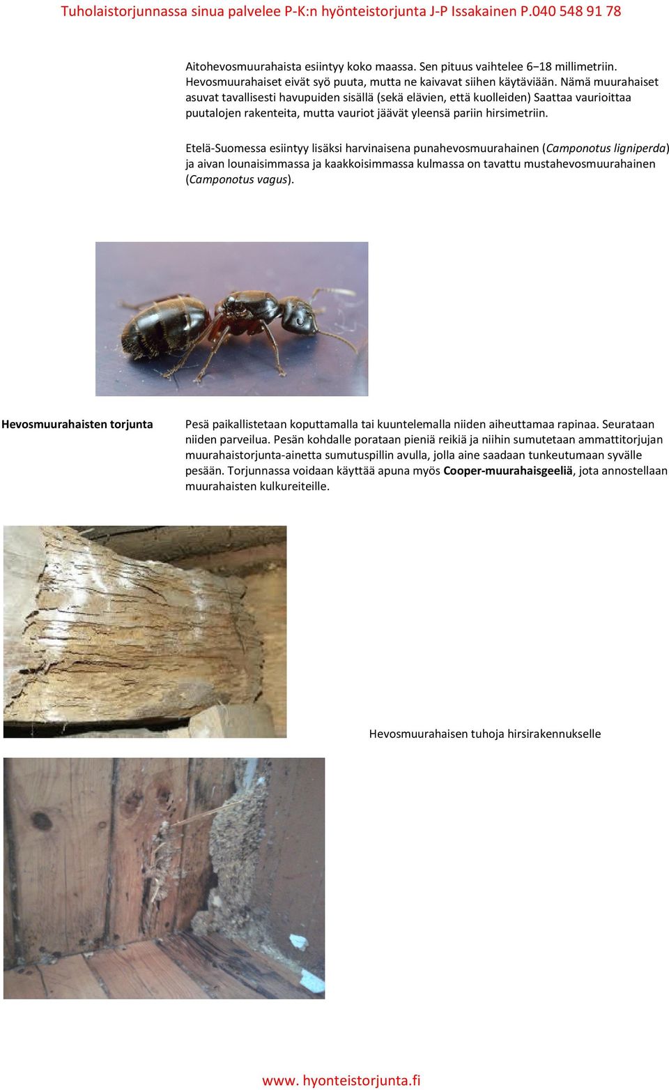 Etelä-Suomessa esiintyy lisäksi harvinaisena punahevosmuurahainen (Camponotus ligniperda) ja aivan lounaisimmassa ja kaakkoisimmassa kulmassa on tavattu mustahevosmuurahainen (Camponotus vagus).