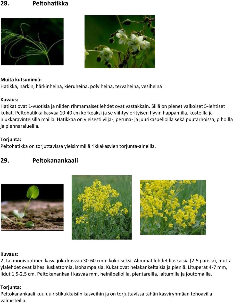 Hatikkaa on yleisesti vilja-, peruna- ja juurikaspelloilla sekä puutarhoissa, pihoilla ja piennaralueilla. Peltohatikka on torjuttavissa yleisimmillä rikkakasvien torjunta-aineilla. 29.