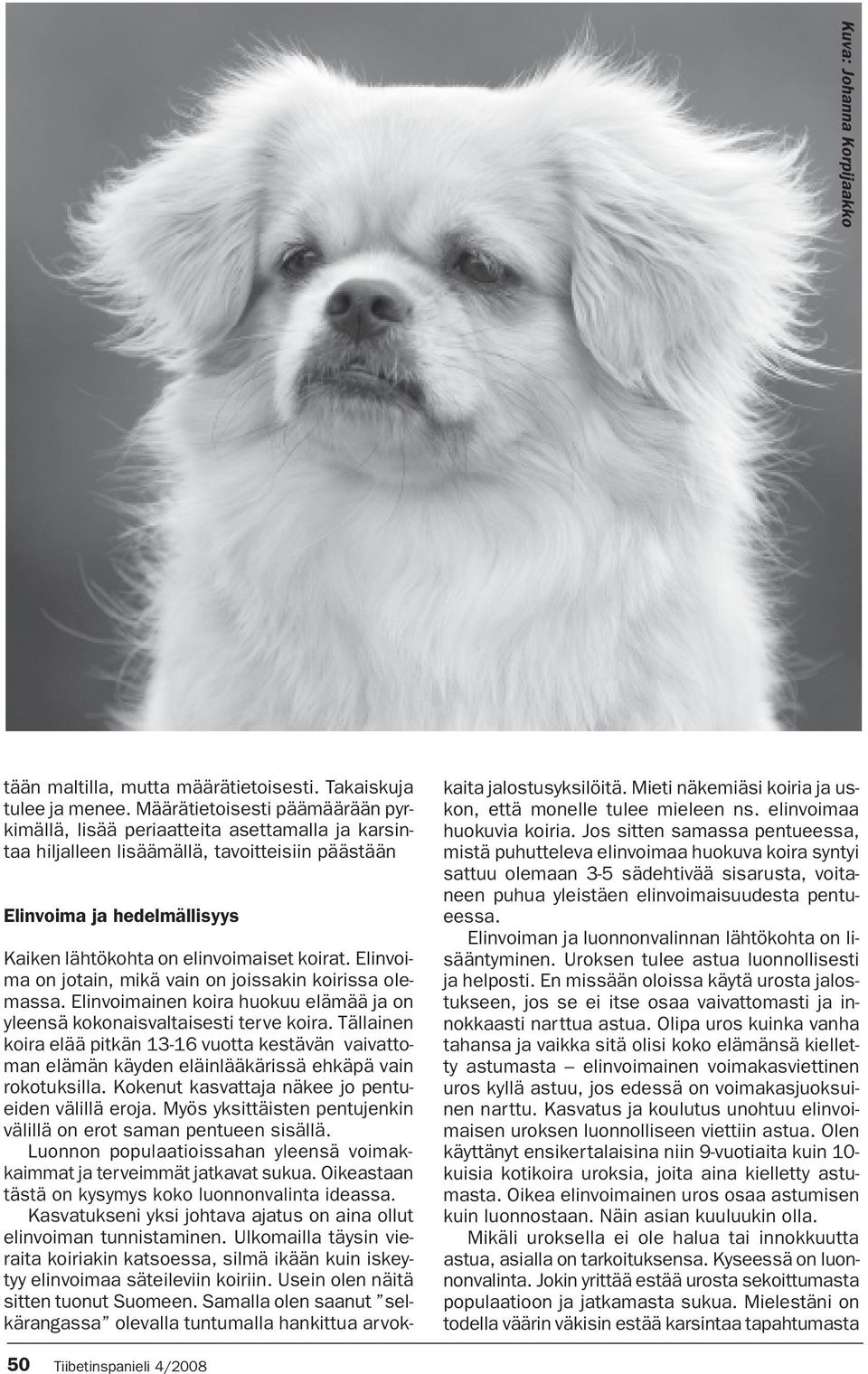 Elinvoima on jotain, mikä vain on joissakin koirissa olemassa. Elinvoimainen koira huokuu elämää ja on yleensä kokonaisvaltaisesti terve koira.