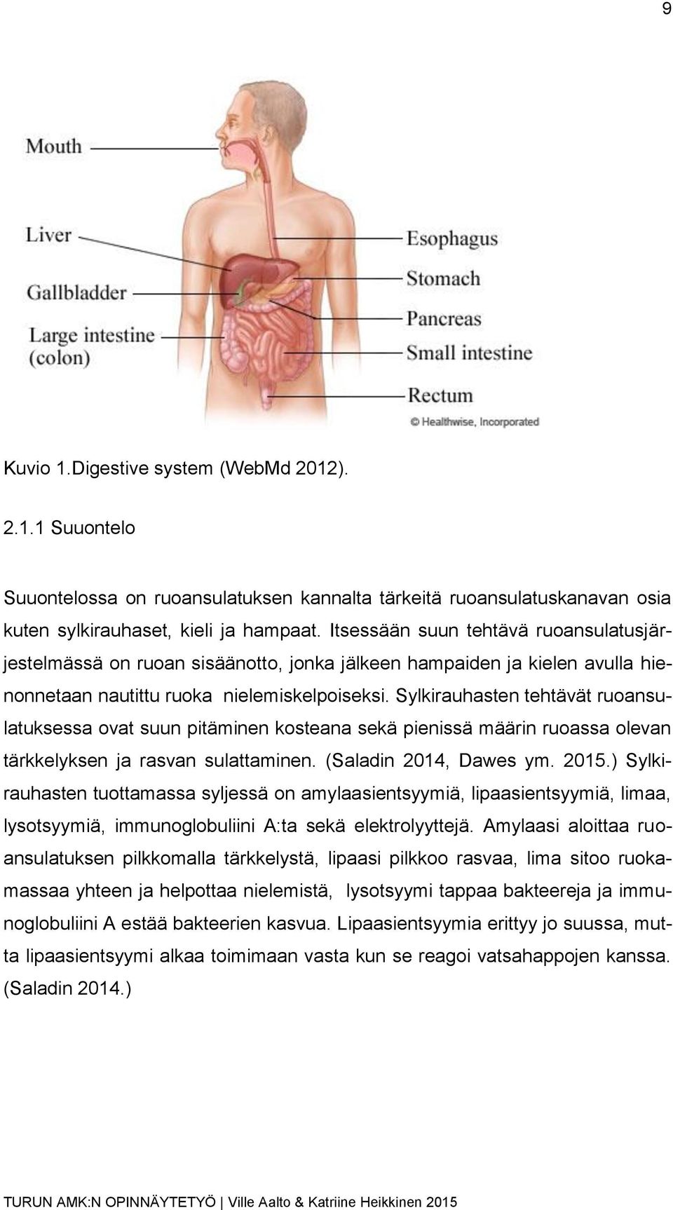 Sylkirauhasten tehtävät ruoansulatuksessa ovat suun pitäminen kosteana sekä pienissä määrin ruoassa olevan tärkkelyksen ja rasvan sulattaminen. (Saladin 2014, Dawes ym. 2015.