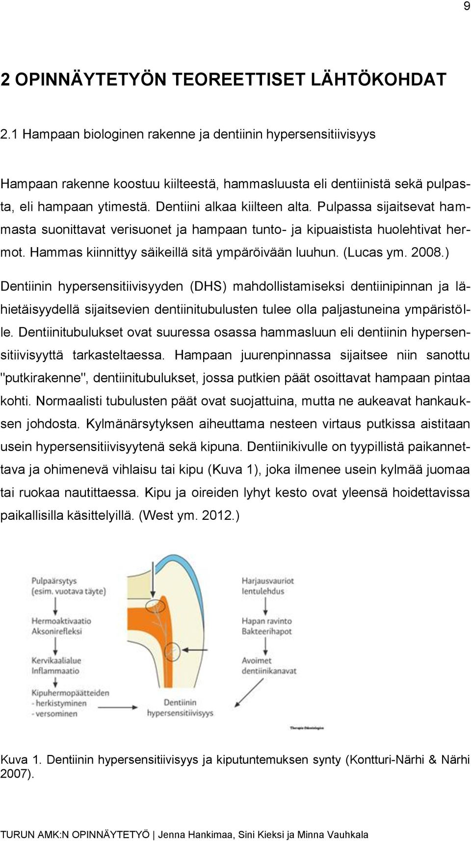 Pulpassa sijaitsevat hammasta suonittavat verisuonet ja hampaan tunto- ja kipuaistista huolehtivat hermot. Hammas kiinnittyy säikeillä sitä ympäröivään luuhun. (Lucas ym. 2008.