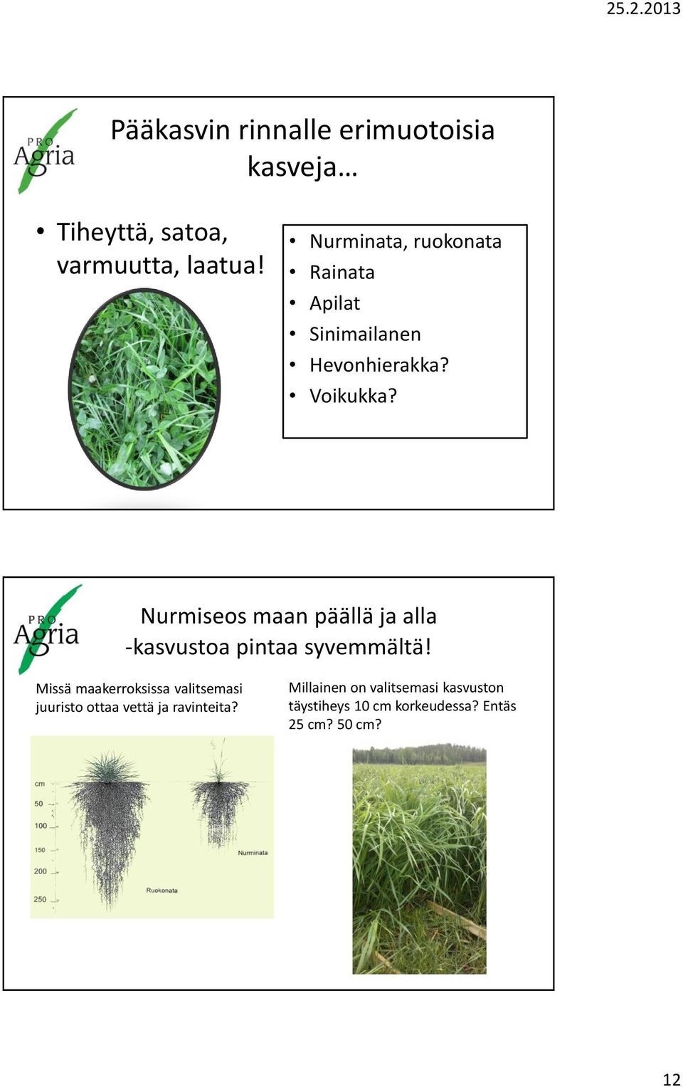 Nurmiseos maan päällä ja alla -kasvustoa pintaa syvemmältä!