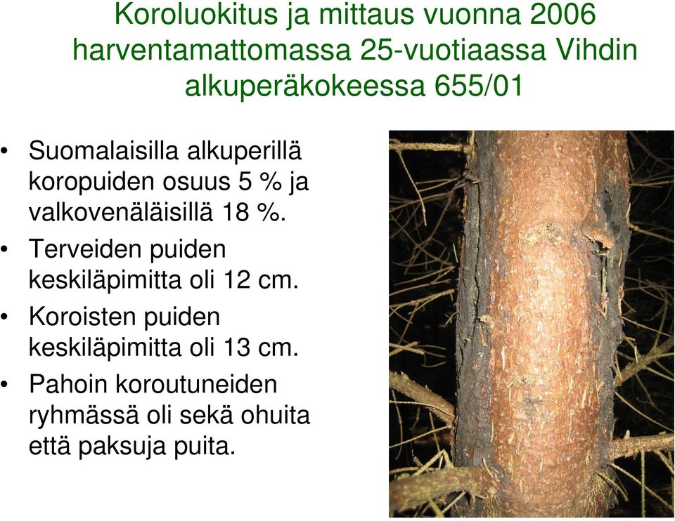 valkovenäläisillä 18 %. Terveiden puiden keskiläpimitta oli 12 cm.