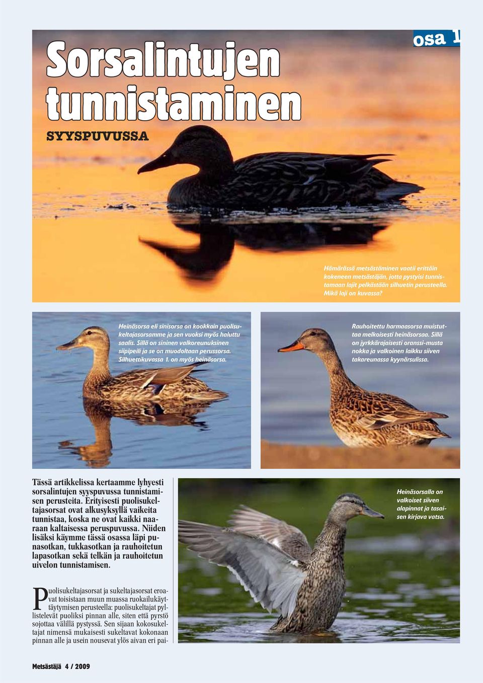 on myös heinäsorsa. Rauhoitettu harmaasorsa muistuttaa melkoisesti heinäsorsaa. Sillä on jyrkkärajaisesti oranssi-musta nokka ja valkoinen laikku siiven takareunassa kyynärsulissa.