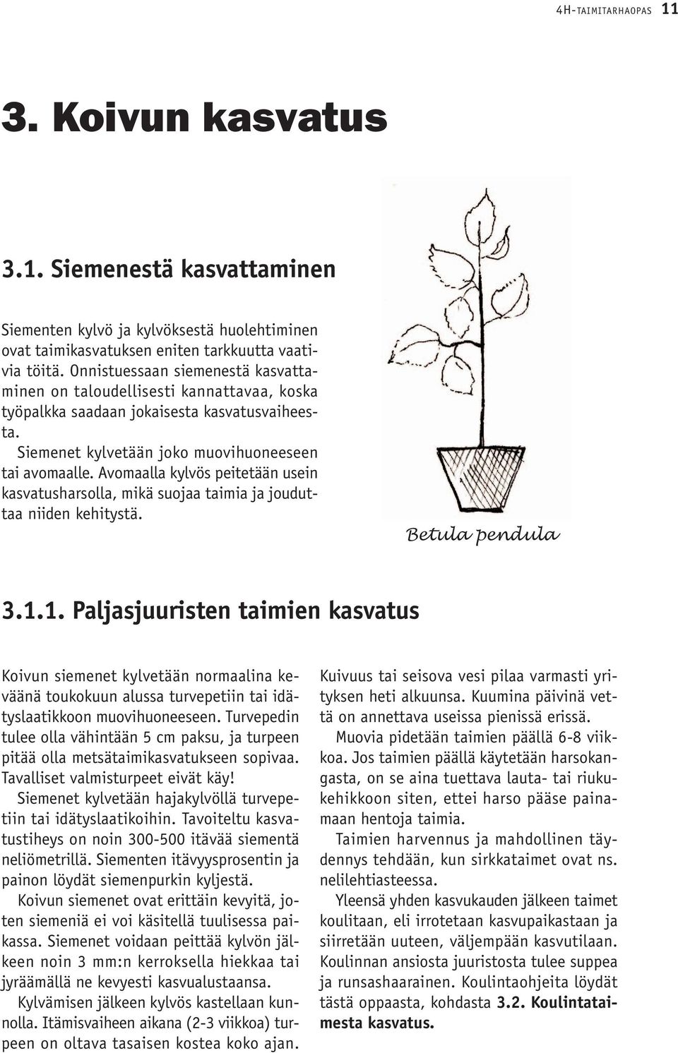 Avomaalla kylvös peitetään usein kasvatusharsolla, mikä suojaa taimia ja jouduttaa niiden kehitystä. Betula pendula 3.1.