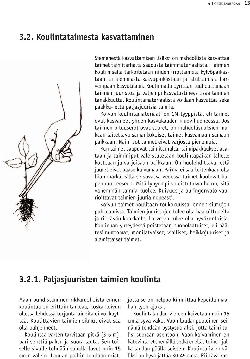 Koulinnalla pyritään tuuheuttamaan taimien juuristoa ja väljempi kasvatustiheys lisää taimien tanakkuutta. Koulintamateriaalista voidaan kasvattaa sekä paakku- että paljasjuurisia taimia.